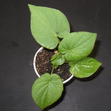 Piper Auritum (Rootbeer Plant / False Kava) - Live Plant