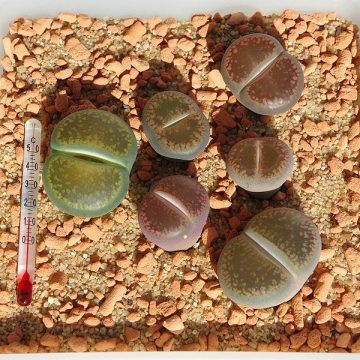 Lithops Aucampiae Seeds