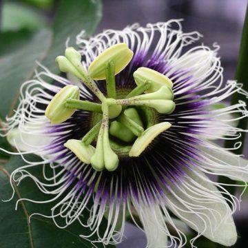Passiflora Edulis (Passion Fruit) - Live Plant