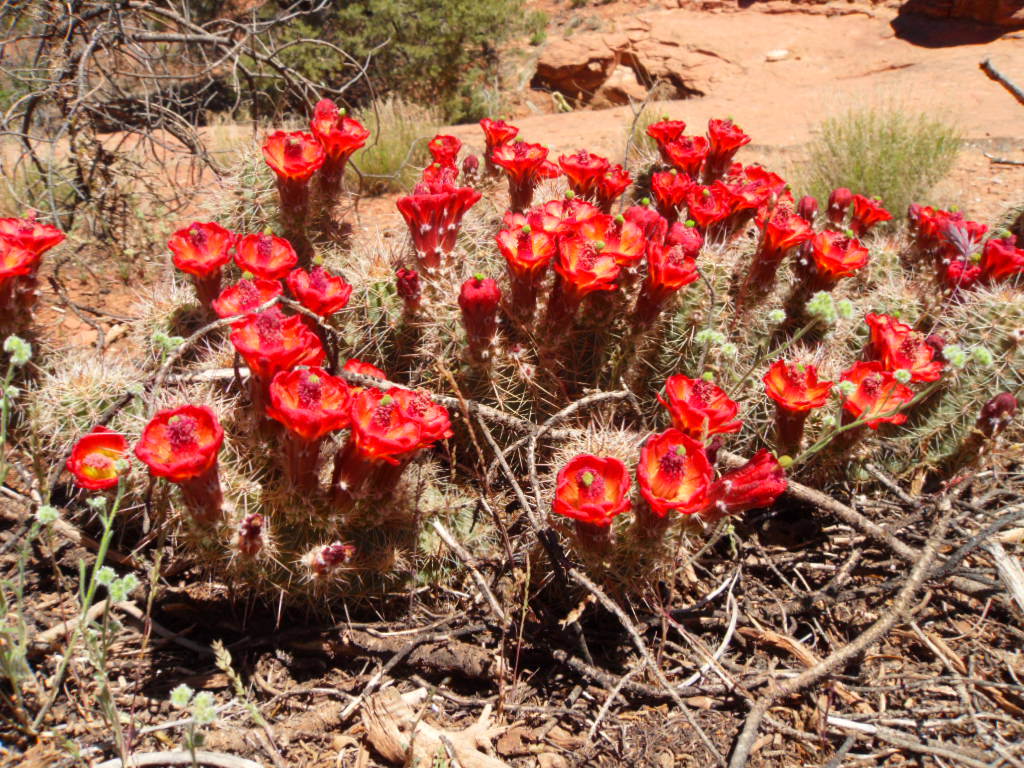 Echinocereus Triglochidiatus (Crimson Hedgehog Cactus) Seeds