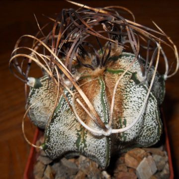 Astrophytum Capricorne (GOAT?S HORN CACTUS) Seeds