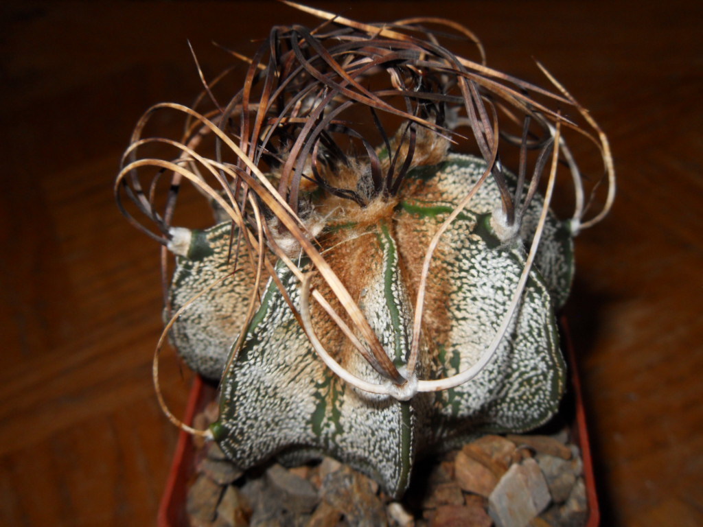 Astrophytum Capricorne (GOAT?S HORN CACTUS) Seeds