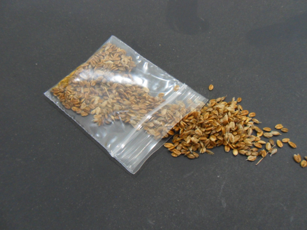 Heirochloe Odorata (Sweet Grass) Seeds