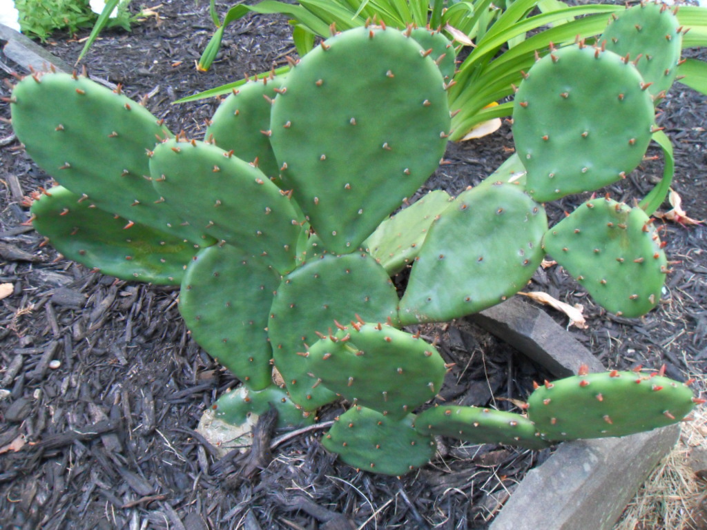 Opuntia Humifusa (Eastern Prickly Pear) - Live Cactus Pad