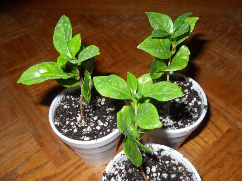 Coffea Arabica (Coffee)  - Live Plant Seedling
