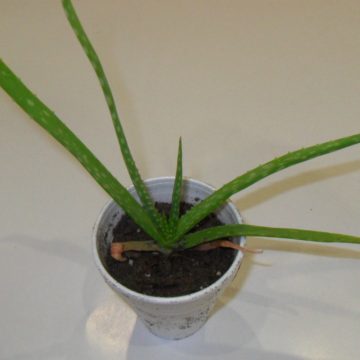 Aloe Vera (Common Aloe) -  Live Plant