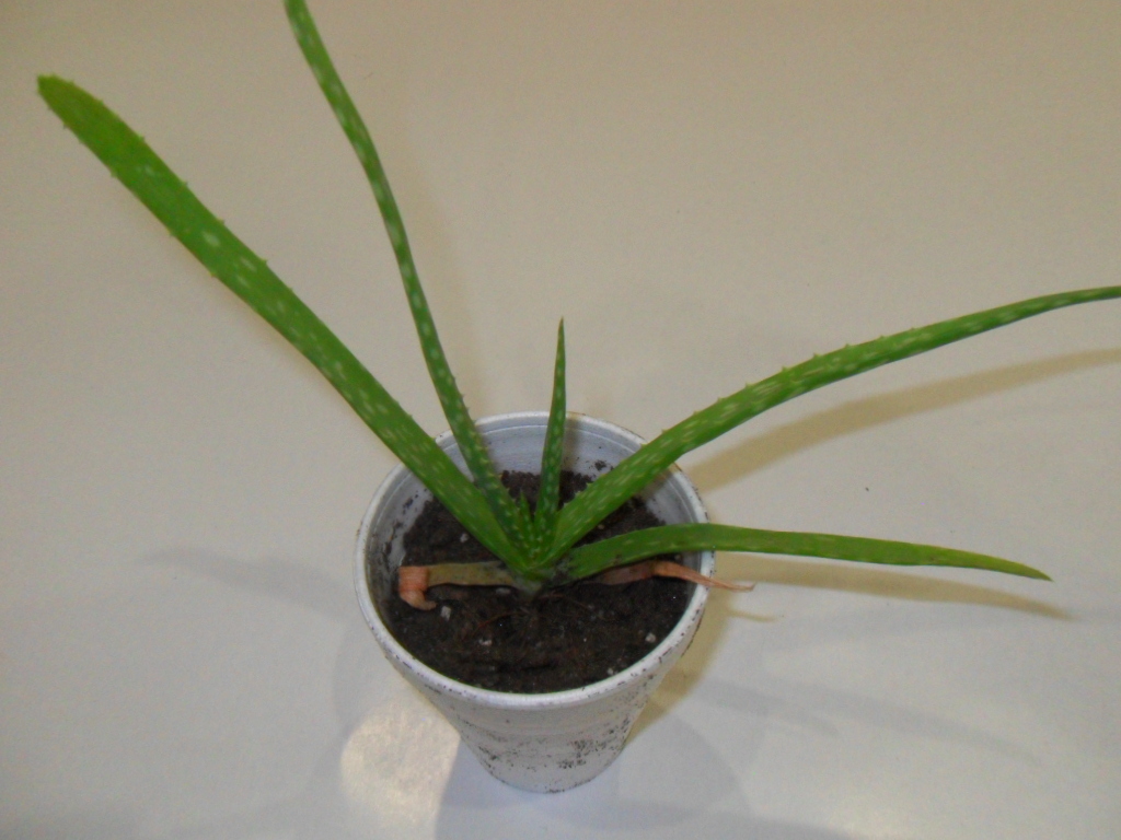 Aloe Vera (Common Aloe) -  Live Plant