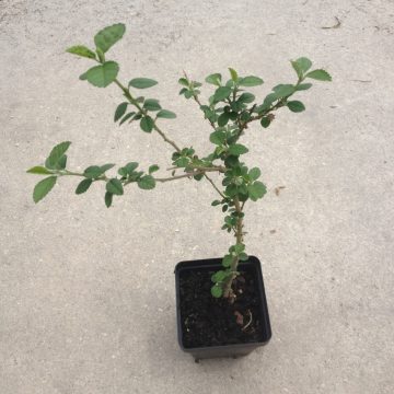 Sida Cordifolia (Bala) - Live Plant