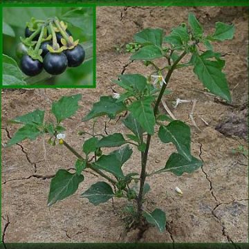 Solanum Nigrum (Black Nightshade) Seeds