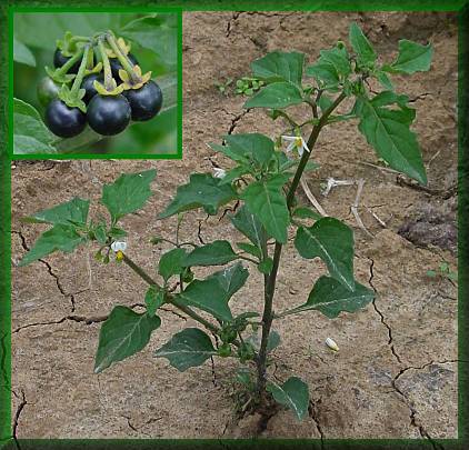 Black Nightshade seeds Seeds Solanum nigrum blackberry nightshade  100+