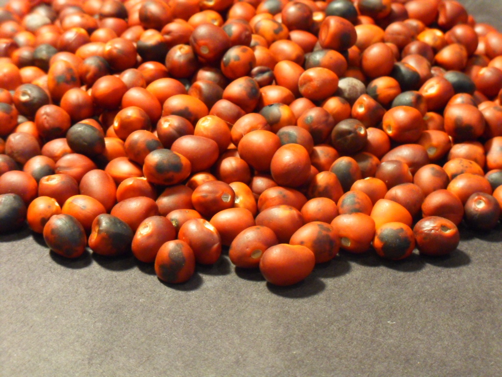Sophora Secundiflora (Mescal Bean) Seeds