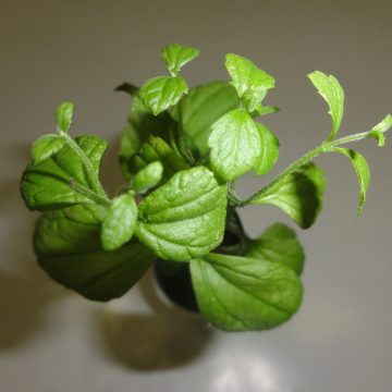 Calea Zacatechichi (Dream Herb) seed pods