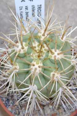 Trichocereus Chiloensis (Easter Lily Cactus) Seeds