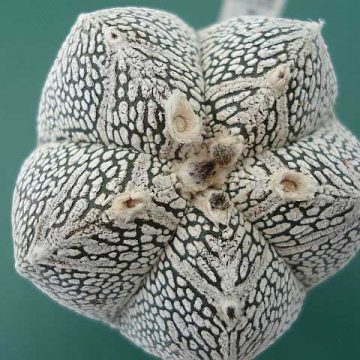 Astrophytum Myriostigma cv.  ?Onzuka? Seeds