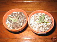 Ariocarpus Furfuraceus Cactus Succulent Cacti Seeds