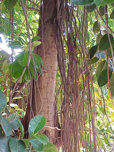 Ficus Elastica ?Decora? (Indian Rubber Tree) Seeds