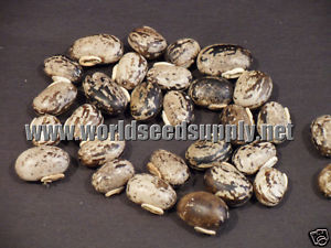 Mucuna Pruriens (Velvet Bean / Cowitch) Seeds