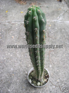 RIO LURIN ~ Peruvian Torch Cactus seeds 100 KK2147 TRICHOCEREUS PERUVIANUS VAR