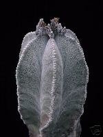 Astrophytum Myriostigma cv. "Columnare" Seeds