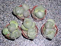 Pleiospilos Nelii (Splitrock) Seeds