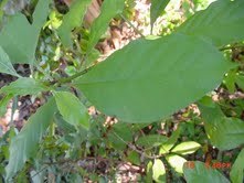 Pyschotria Alba (False Chacruna) Berries/ Seeds