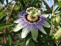Passiflora Caerulea (Blue Passion Flower) Seeds