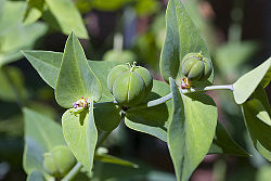 6 graines d'EUPHORBE ANTI TAUPE Euphorbia Lathyris G74 MOLE PLANT SEEDS SEMILLAS 