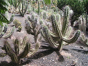 Stetsonia Coryne (Toothpick Cactus) Seeds