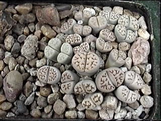 living stone rock stone cactus cacti seed 30 SEEDS Lithops lesliei Warrenton