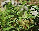 Mentha Piperata (Peppermint) Seeds