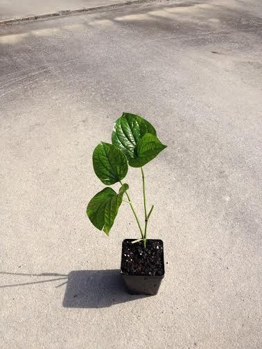 Piper Nigrum (Black Pepper / Peppercorn) Plant - Live Plant