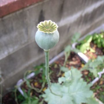 Papaver Somniferum (Giganteum Poppy / The Giant) Seeds