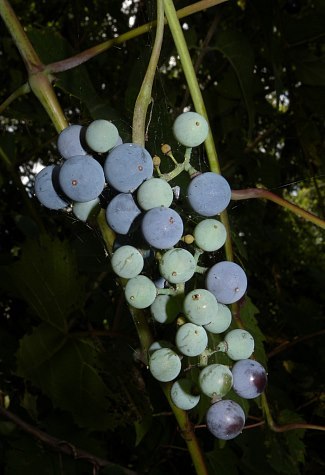 Vitis Riparia (River Bank Grape / Frost Grape) Seeds