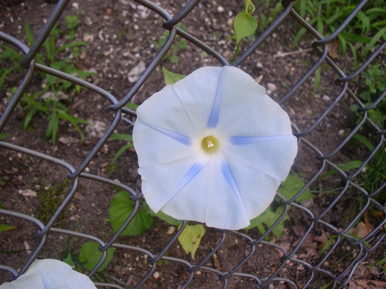 Ipomea Tricolor (Flying Saucer Morning Glory) Seeds 1 World Seed Supply