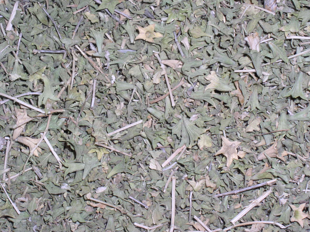 Lagochilis Inebrians (Turkish Mint) Herb
