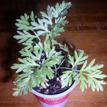 Artemisia Absinthium (Wormwood) - Live Plant
