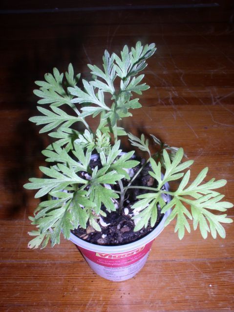 Artemisia Absinthium (Wormwood) - Live Plant