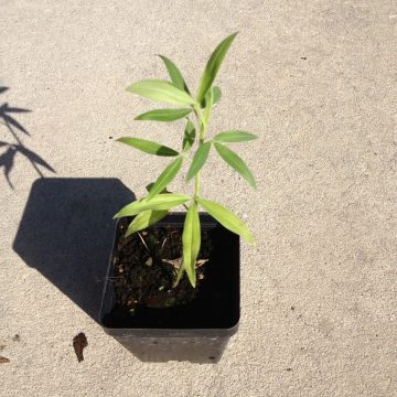 Zornia Latifolia (Maconha Brava) - 1 Live Plant