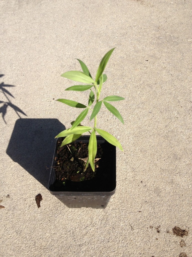 Zornia Latifolia Plants World Seed Supply