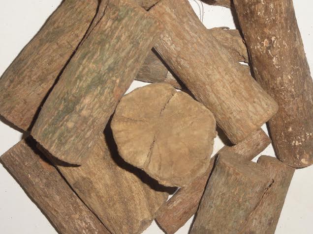 Banisteriopsis Caapi Vine | World Seed Supply