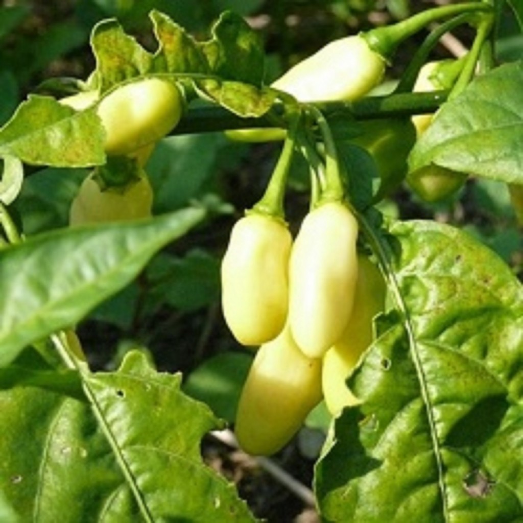 White Habanero seeds World Seed Supply