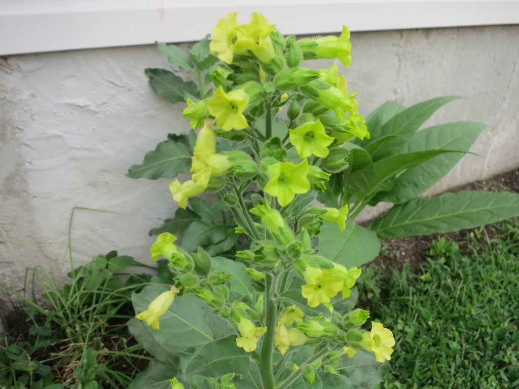 Nicotiana Rustica “Rapa Nui” (Easter Island Strain) Tobacco Seeds World Seed Supply