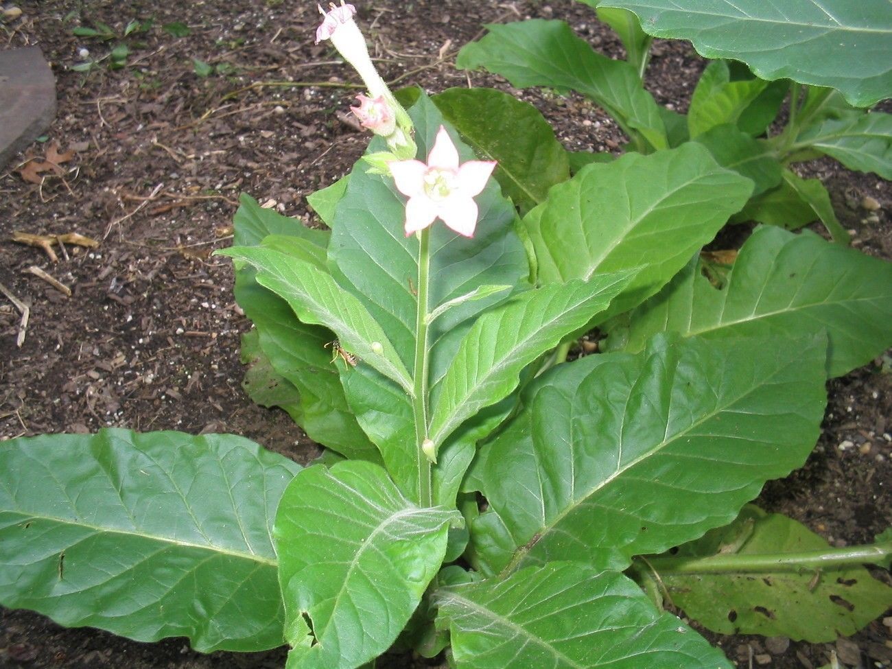 Details about   1000 Perique Tobacco Seeds ~ Heirloom Nicotiana Tabacum ~ Distinctive Flavor!