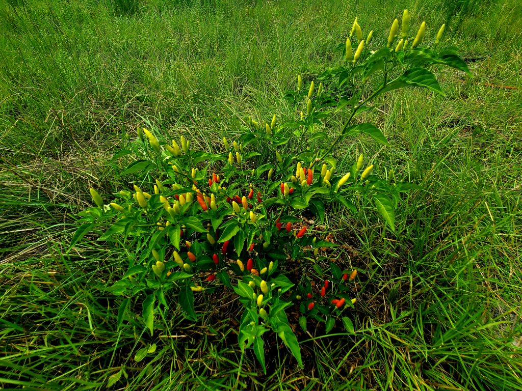 Tabasco Pepper seeds World Seed Supply