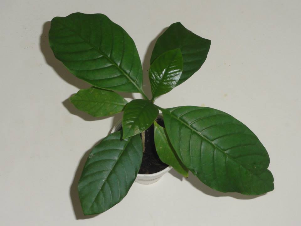 10 Seeds Voacanga Tropical Plant Rare Find Sale Limited Supply Non GMO 