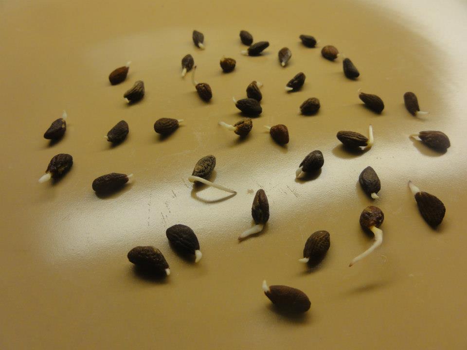 Asklepios-seeds® 1 Kg Seeds Voacanga africana,