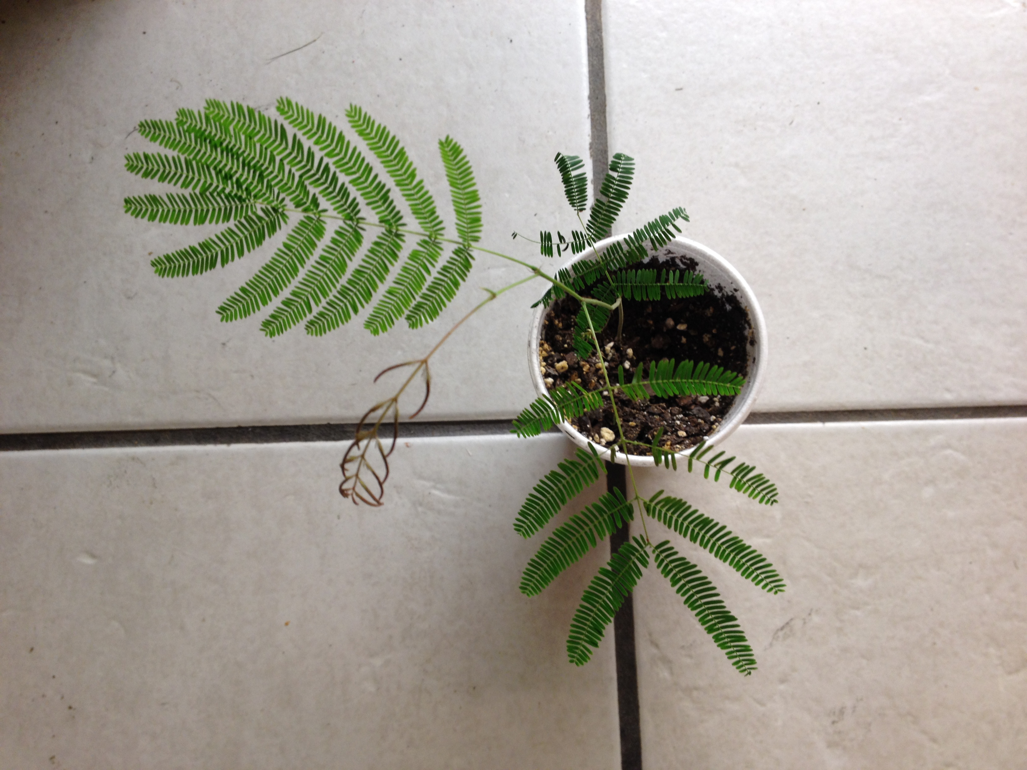 Anadenanthera Peregrina (Yopo) seeds World Seed Supply