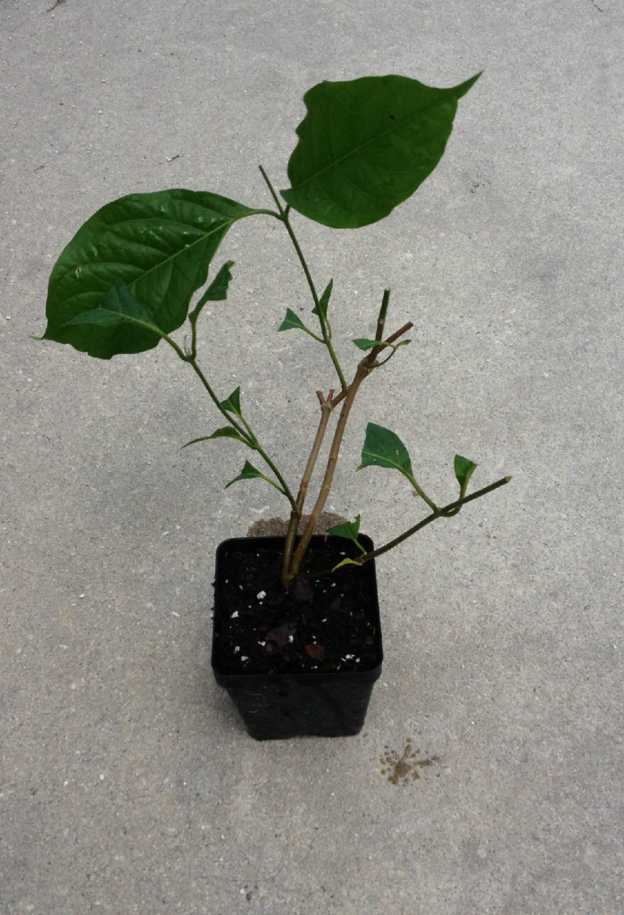Banisteriopsis Muricata (Red Caapi / Yage) – Live Plant – FREE SHIPPING