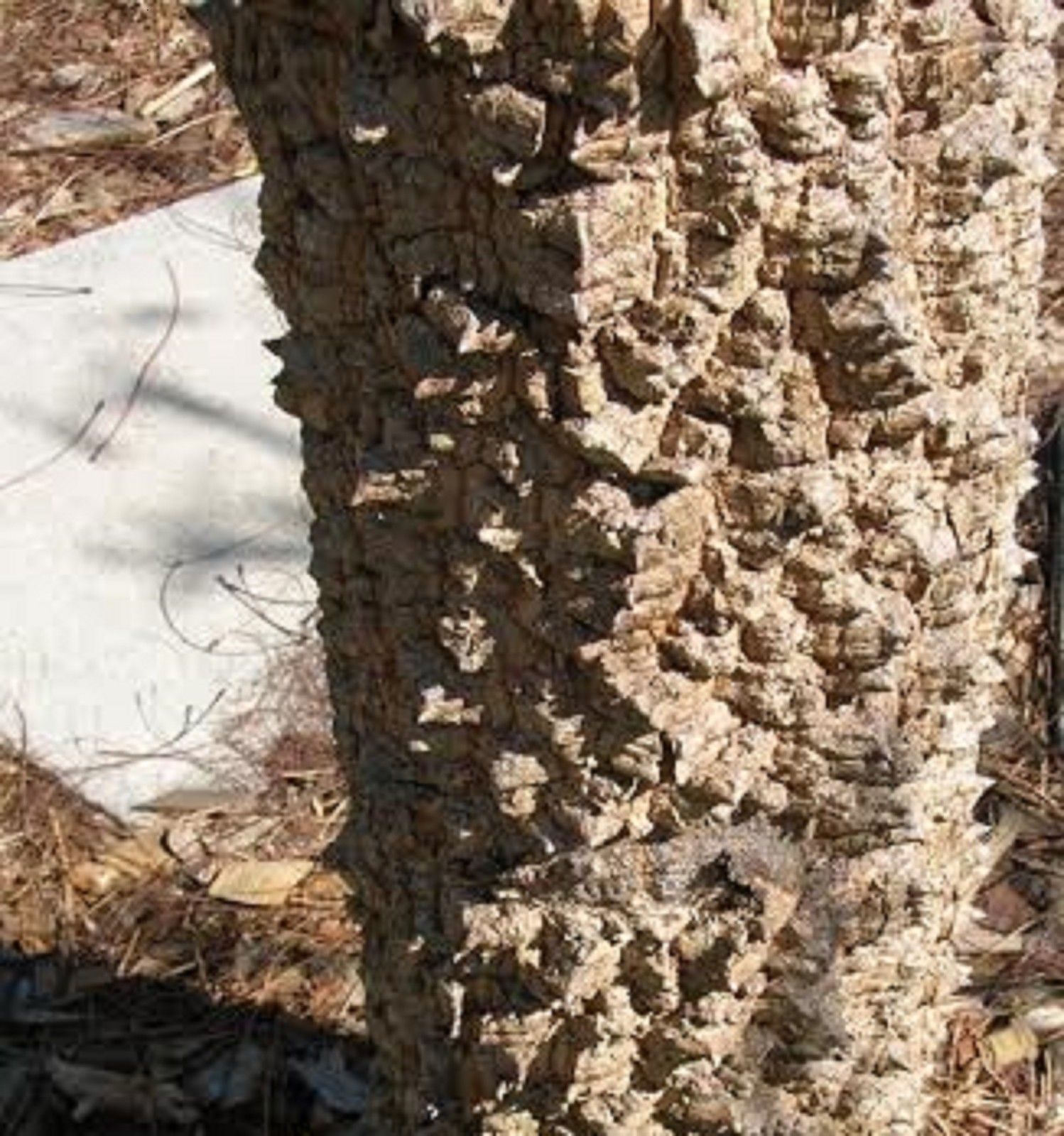 Anadenanthera Peregrina (Yopo) seeds World Seed Supply