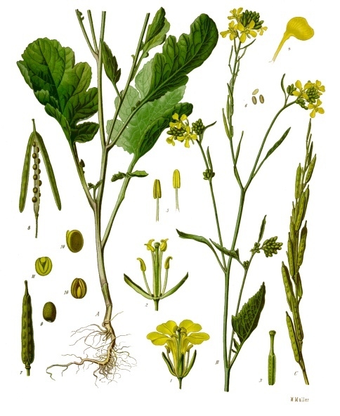 Fabriqué en Italie C.ca Dans lemballage dorigine Black Mustard Seeds Brassica nigra 
